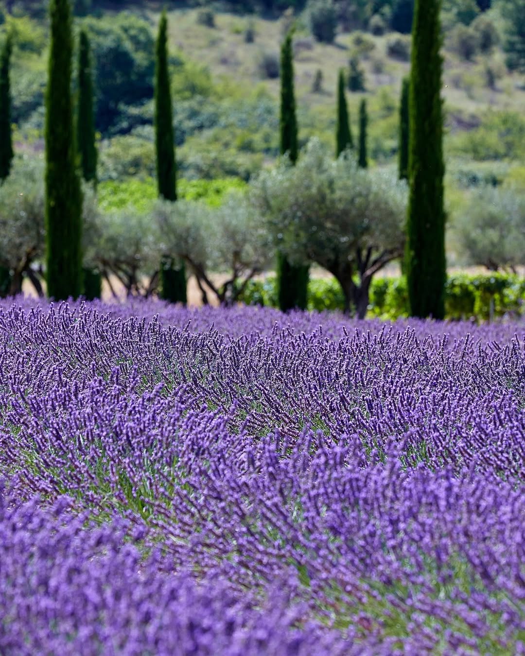 Le champ de lavande au Domaine des Andéols © Domaine des Andéols