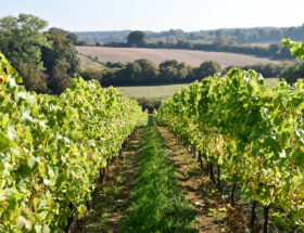 Sur les routes des vignobles du Sud-Ouest de l’Angleterre
