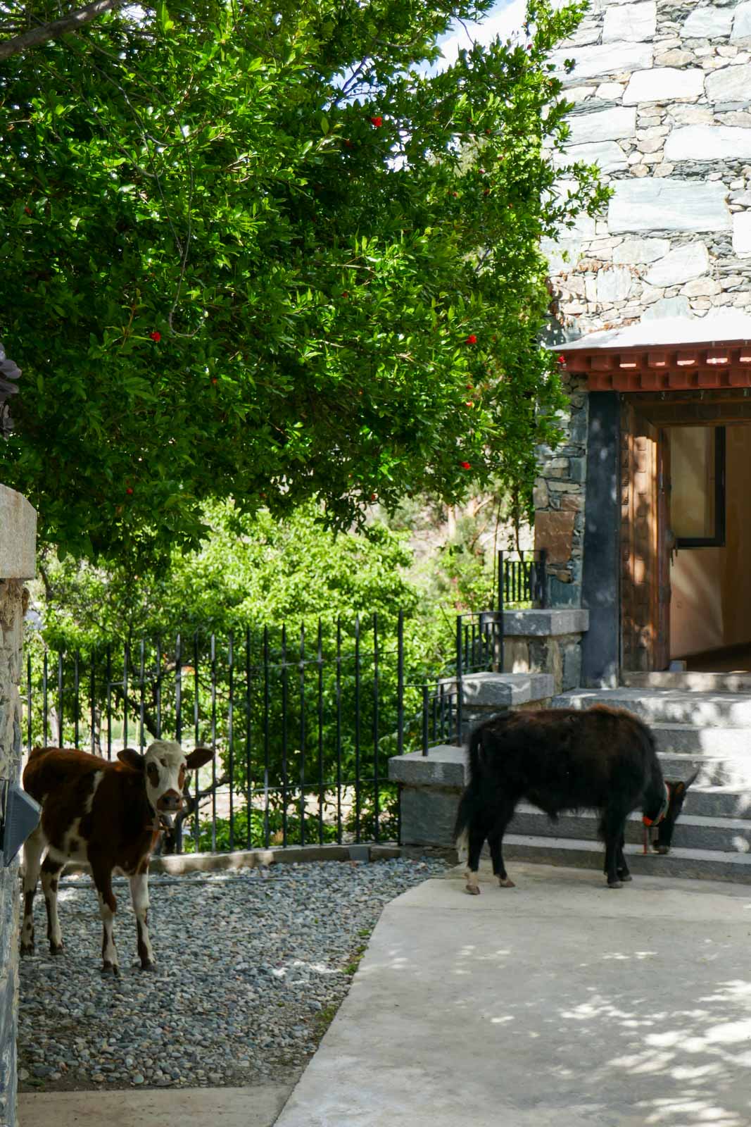 L'hôtel Songtsam Benzilan Lodge © Pierre Gunther