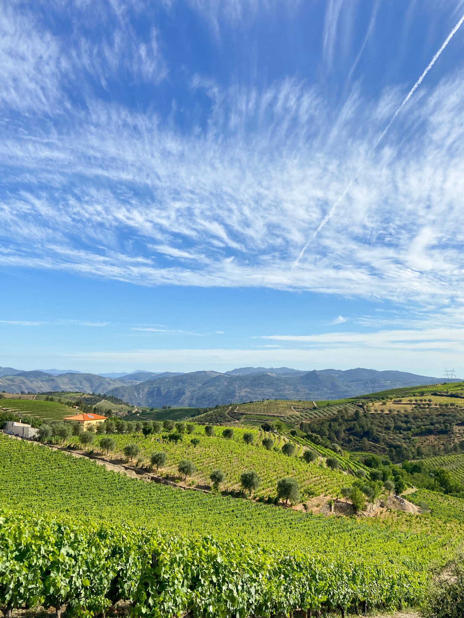 Le vignes de la vallée du Douro © Alexandre Sattler