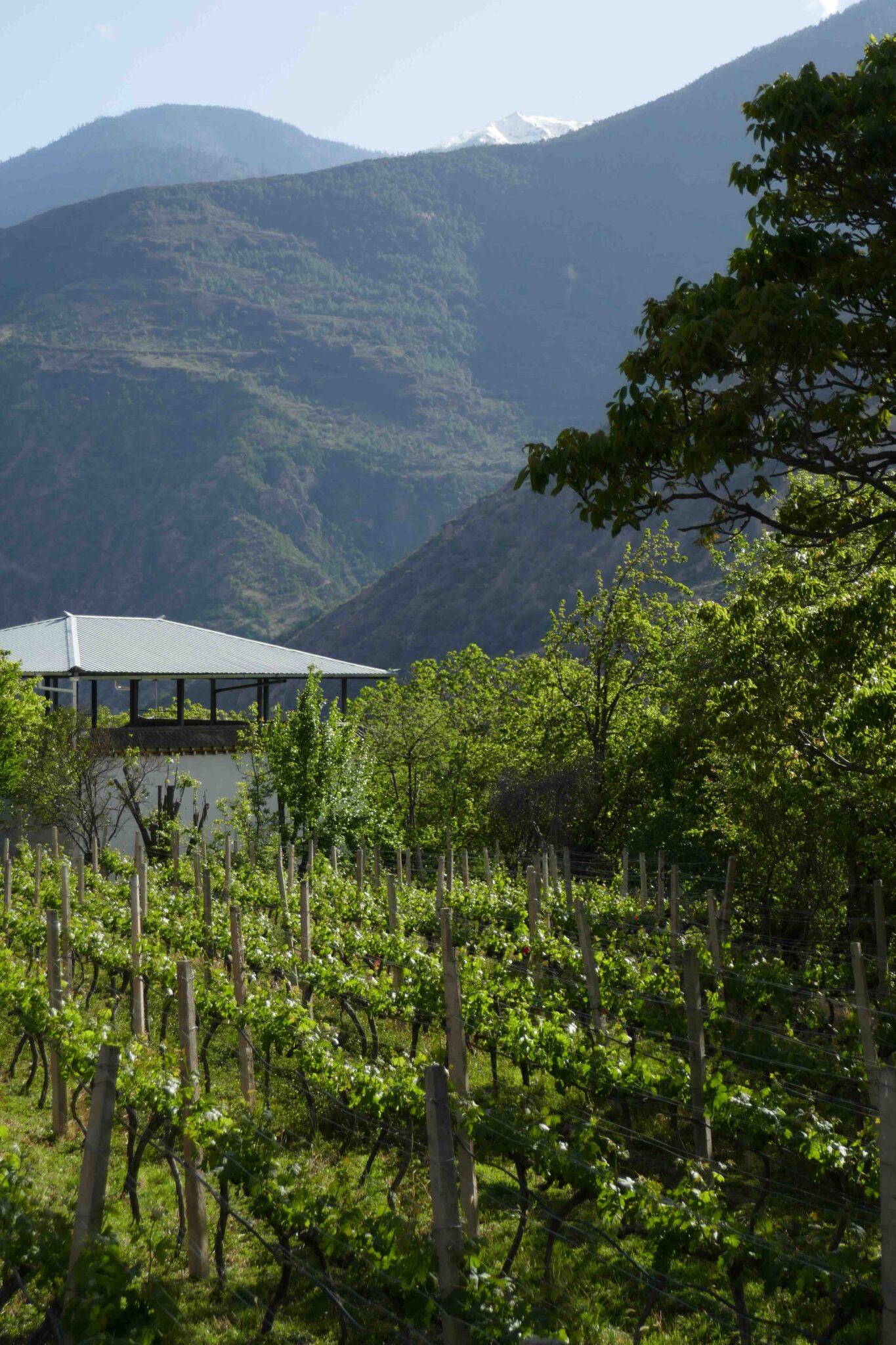 Les vignes de Yunling © Pierre Gunther
