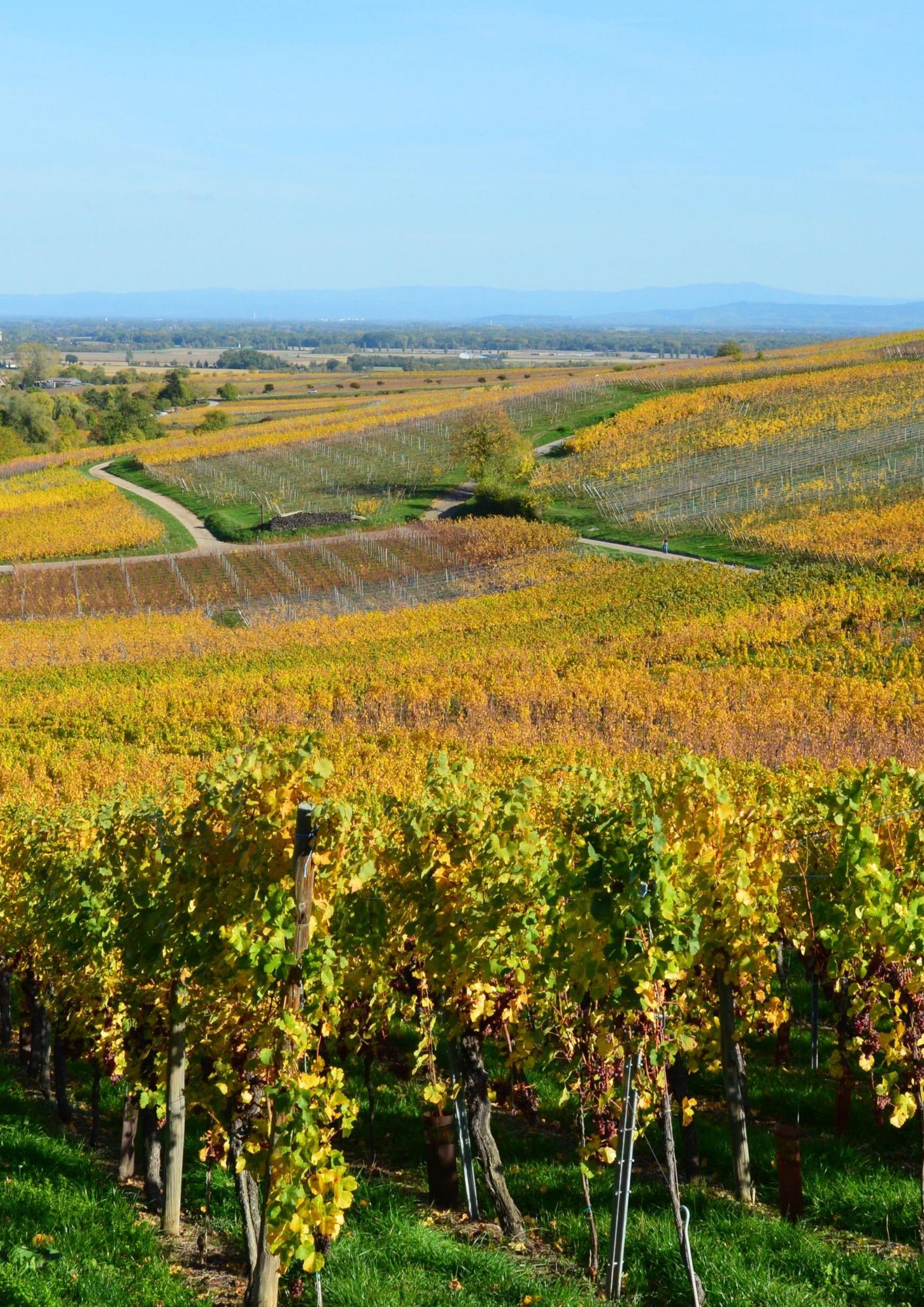 Les vignes de Champagne © DR