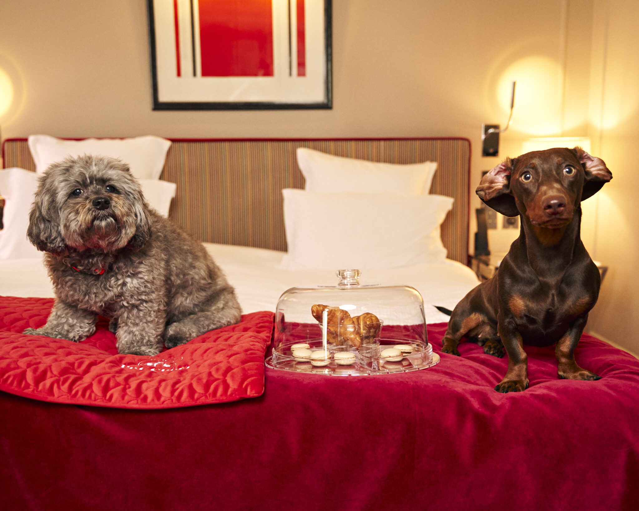 Un des meilleurs hôtels dog friendly de Paris, le Burgundy © Petcheri