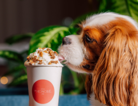 Les hôtels dog friendly où les chiens sont des rois !