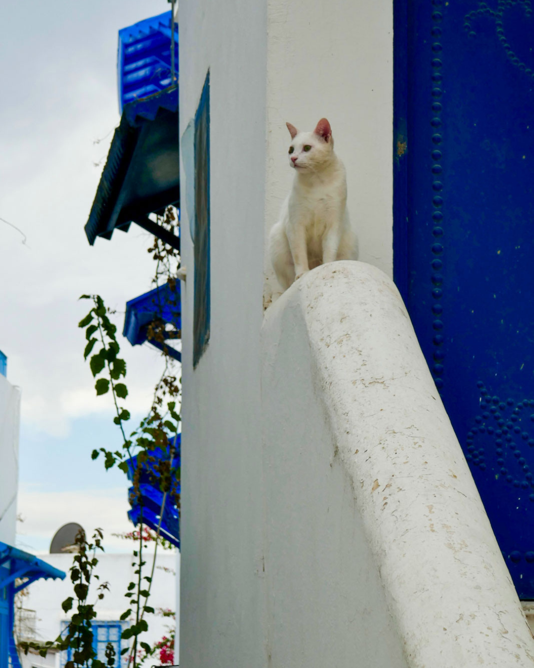 Sidi Bou Saïd à Tunis, un quartier aux allures grecques © Pierre Gunther