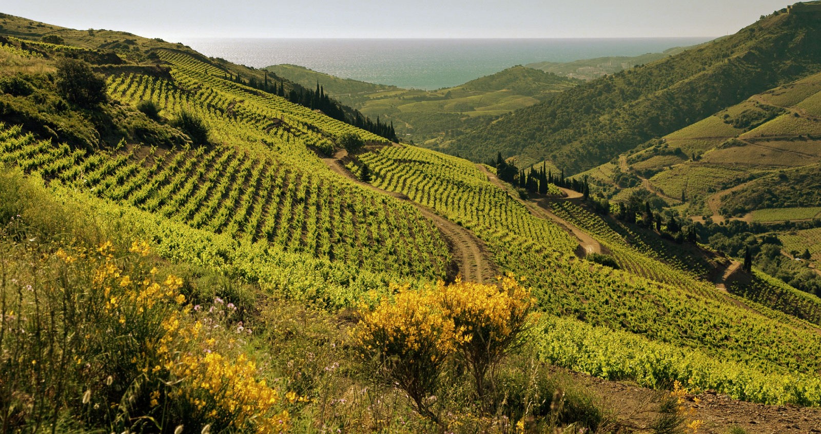 Les vignes de Banyuls © DR